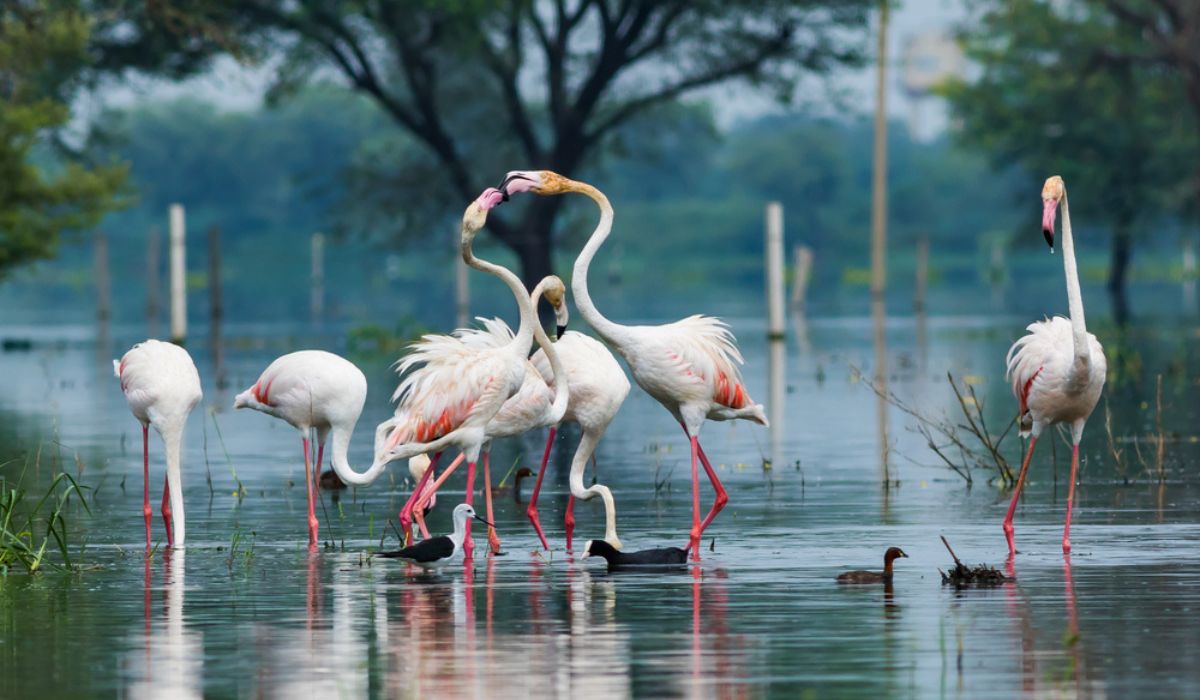 Keoladeo Ghana National Partk