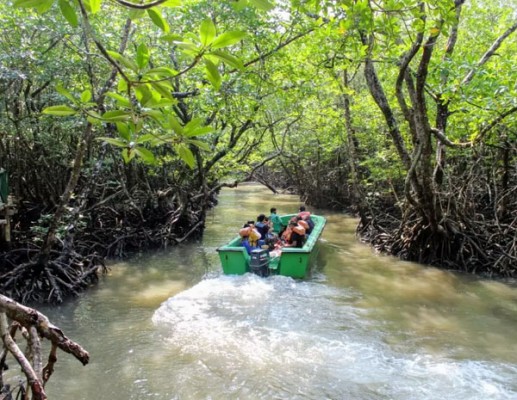 Mangrove boat ride