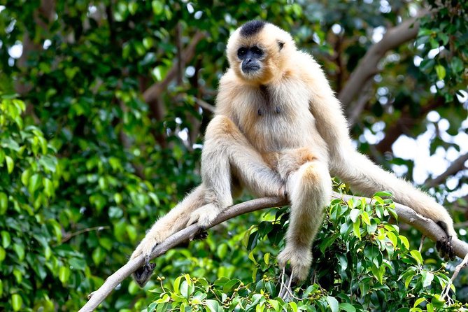 Phuket Gibbon Rehabilitation Project
