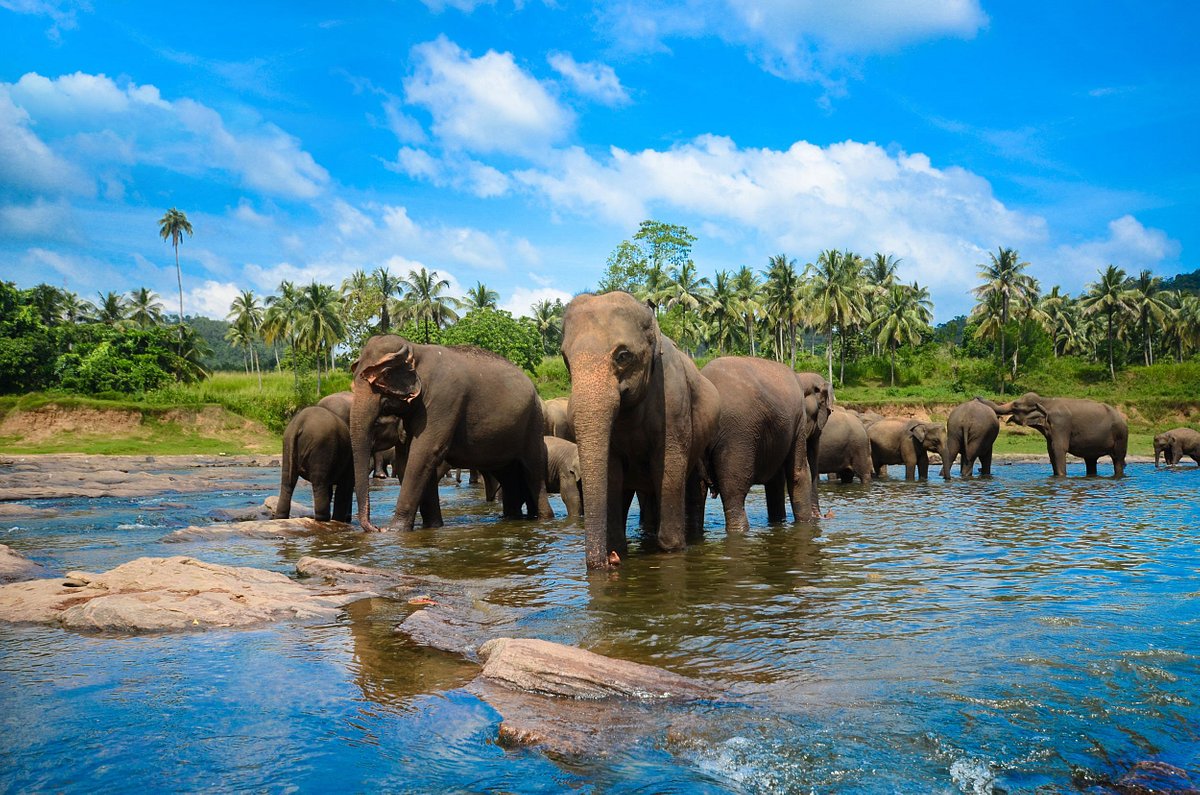 Pinnawala Elephant Orphanage