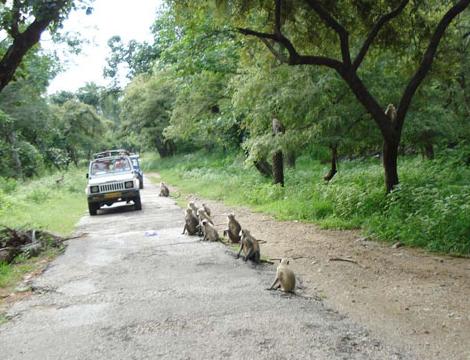 Sariska National Tiger Reserve