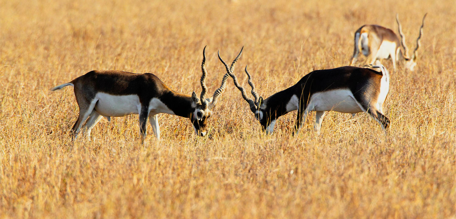 The Velavadar National park