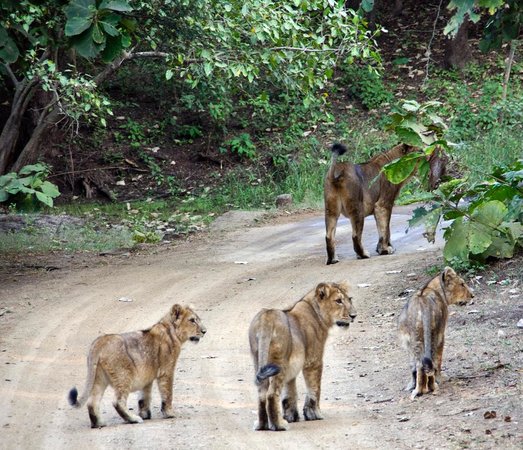 Visit Gir Interpretation Z