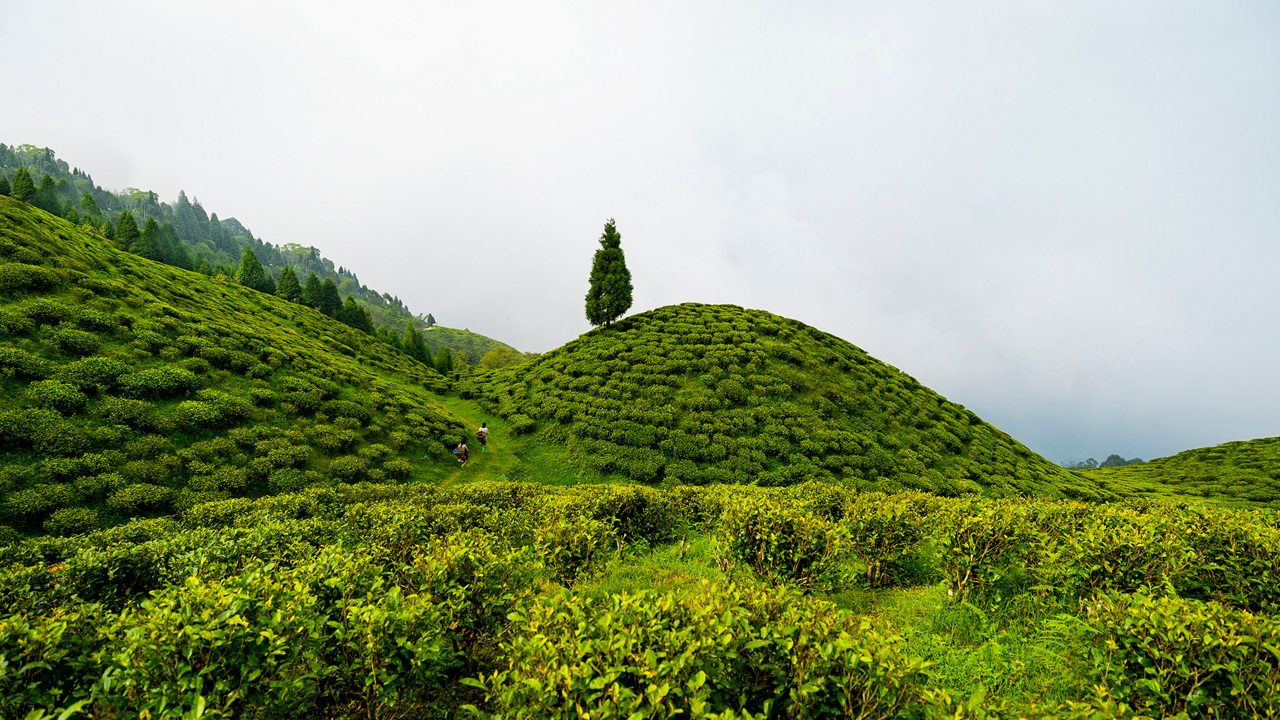 Happy Valley Tea Estate