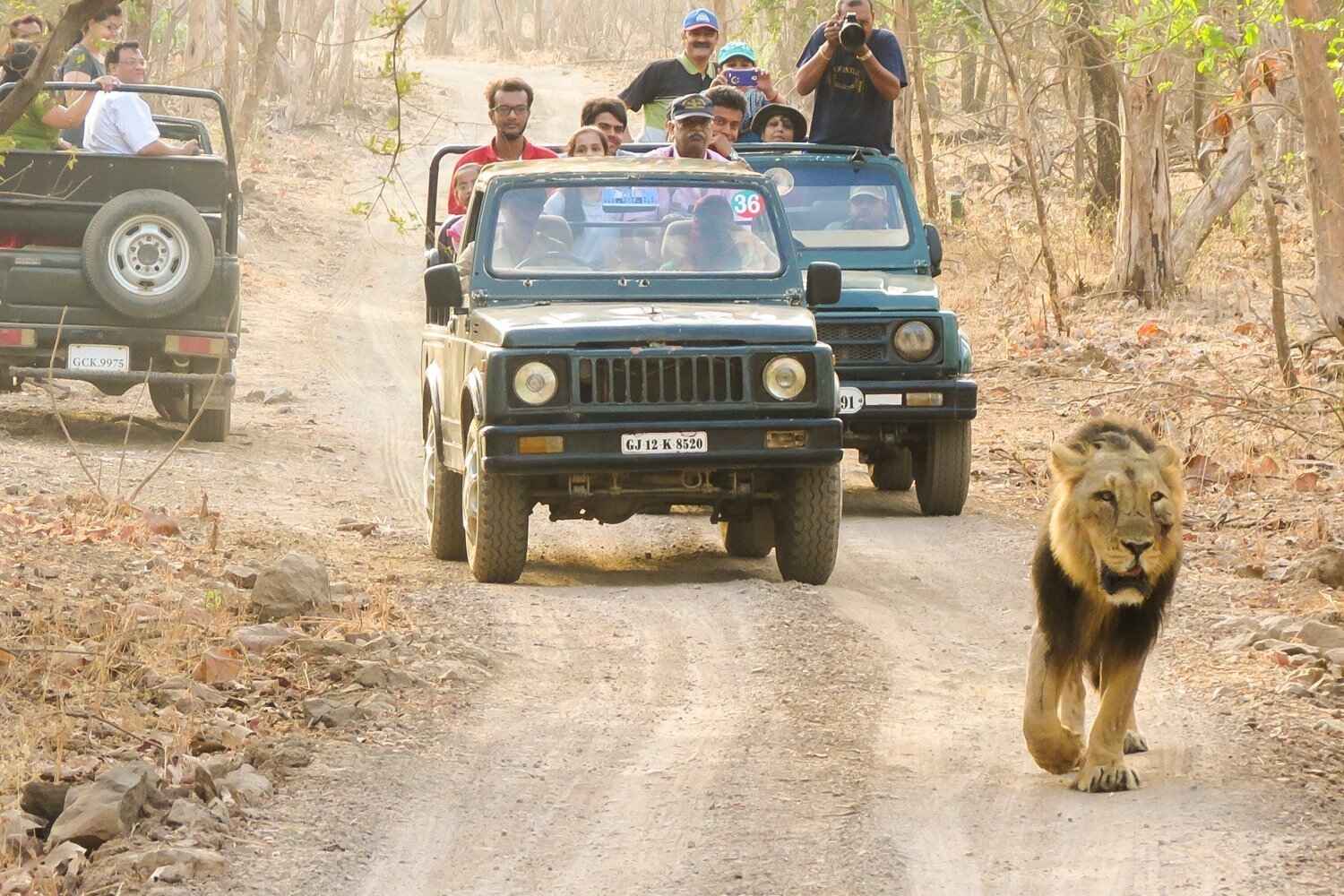 jeep safari in Gir national park